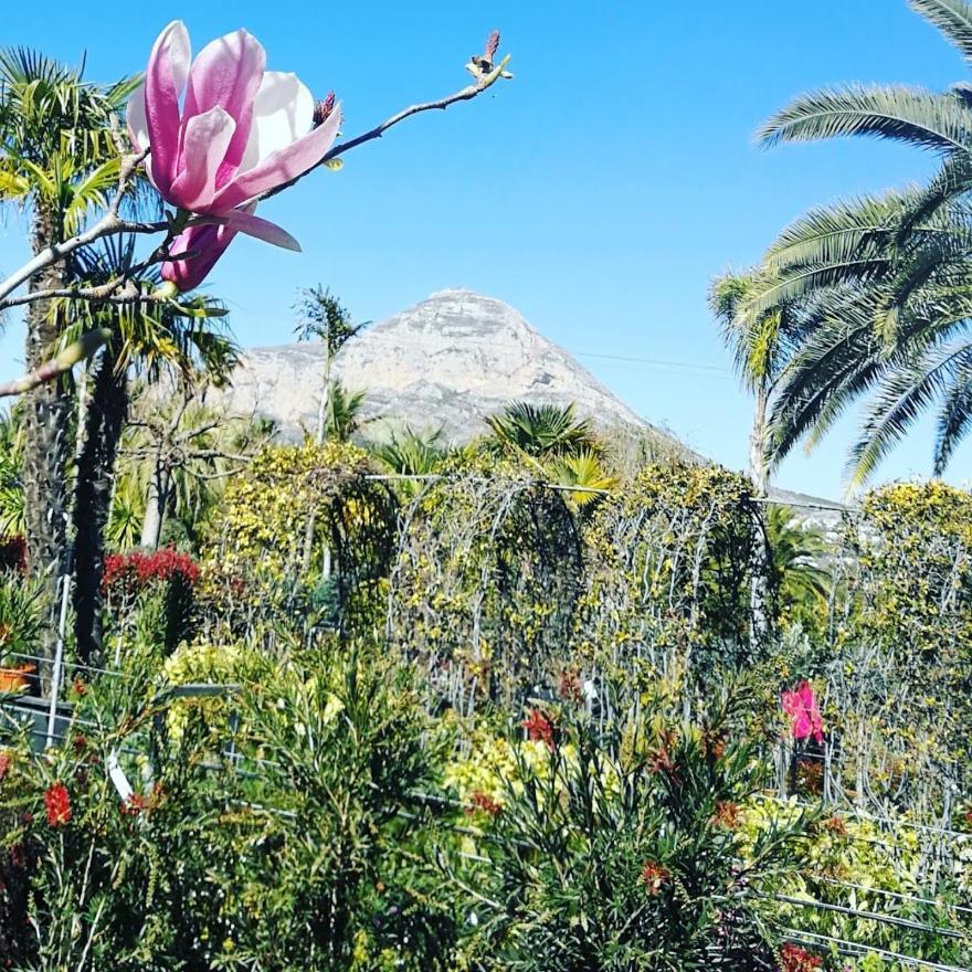 Apartment Paca Jávea Kültér fotó